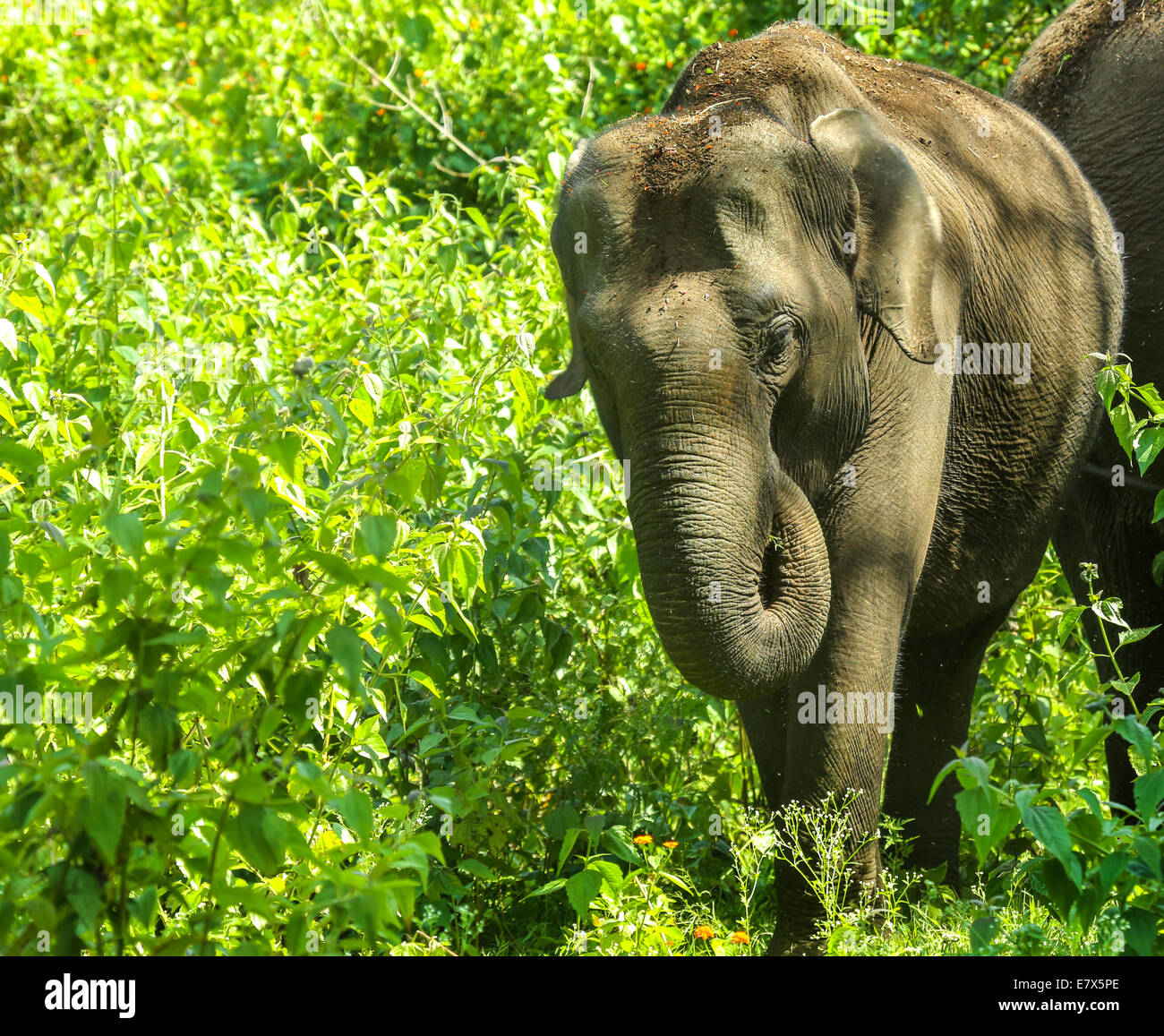 Der indische Elefant ist eine Unterart des asiatischen Elefanten umfasst den indischen, Sumatra, Sri-Lanka & Borneo Elefanten Stockfoto