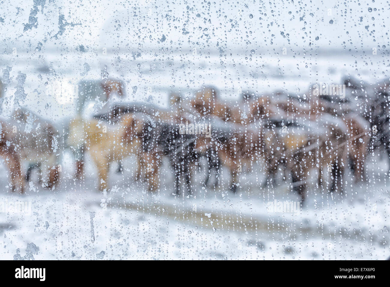 Islandpferde in einem Schneesturm, Island Stockfoto