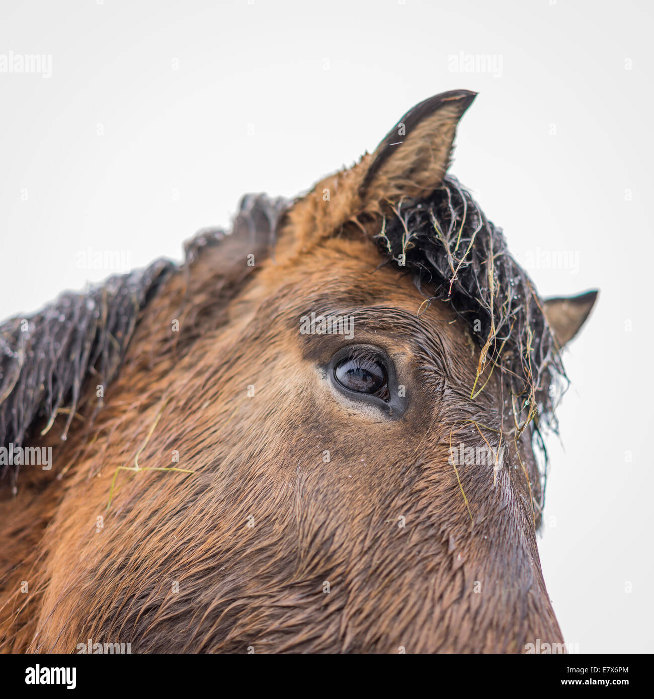 Islandpferd in einem Schneesturm, Island Stockfoto