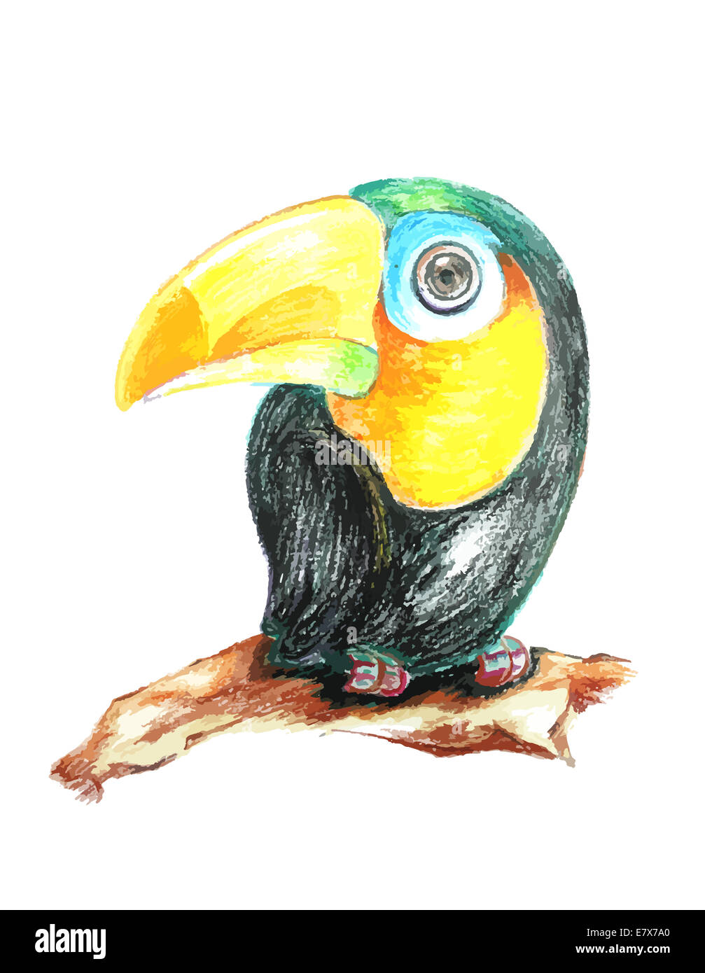 Bunte Papagei Malerei auf weißem Hintergrund Stockfoto