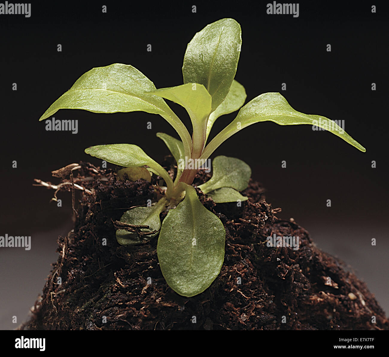 grüne Pflanze Stockfoto