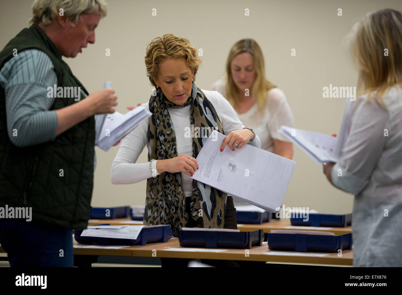 Stimmzettel Papier stimmen werden bei der Europawahl in Merthyr Tydfil von Stimmenzählern gezählt. Stockfoto