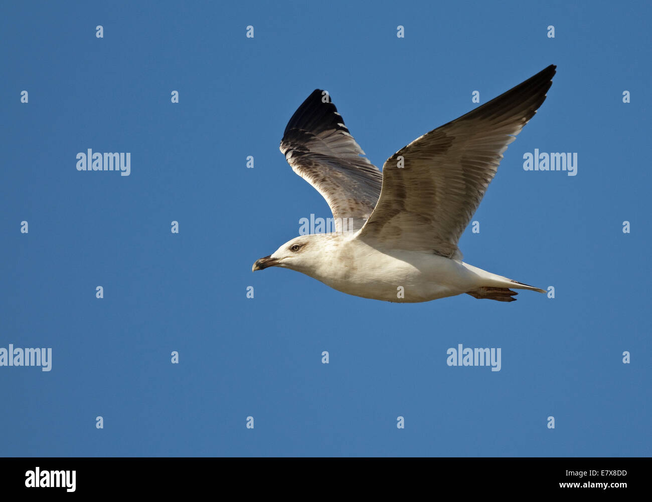 Western Yellow-legged Möve (Larus Michahellis Michahellis), 2 cy, mediterranen gelbe-legged Möve (Laridae), Stockfoto