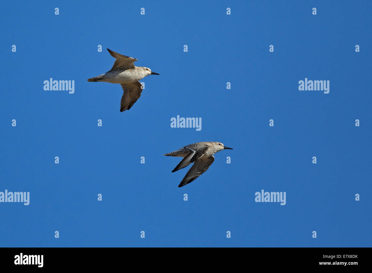 Knoten (Calidris Canutus) im Flug Stockfoto