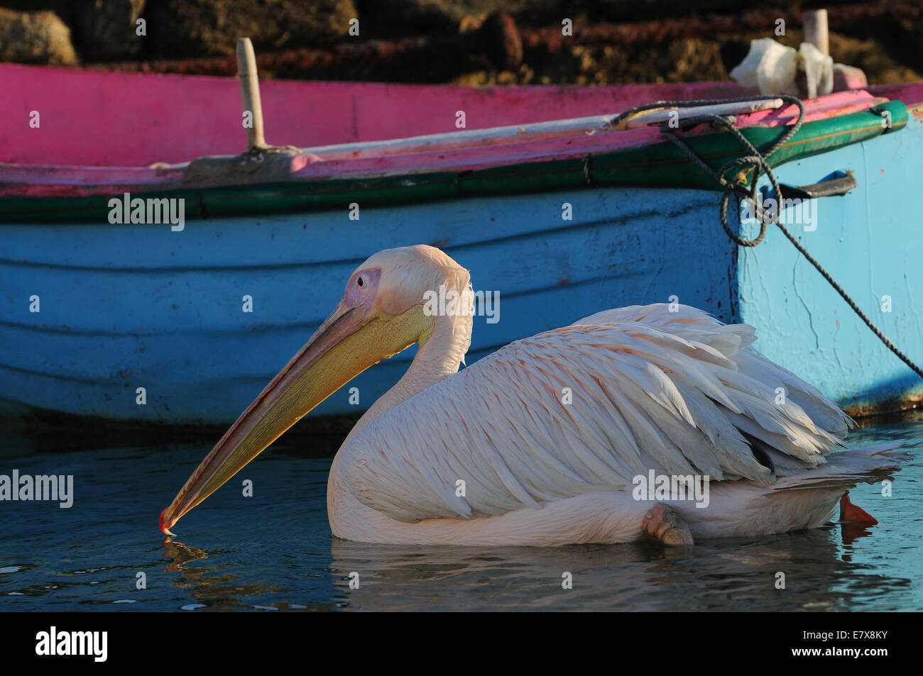 Petros, Insel die berühmten Pelikan der Insel Mykonos, Mykonos Griechenland Kykladen Stockfoto