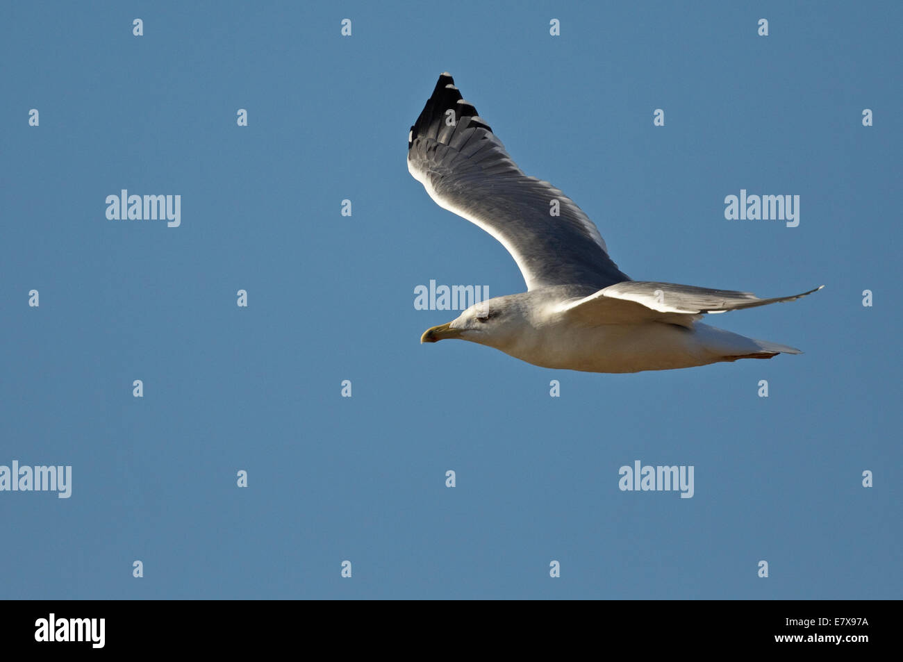 Westlichen Yellow-legged Möve (Larus Michahellis Michahellis), mediterranen gelbe-legged Möve, (Laridae), Stockfoto