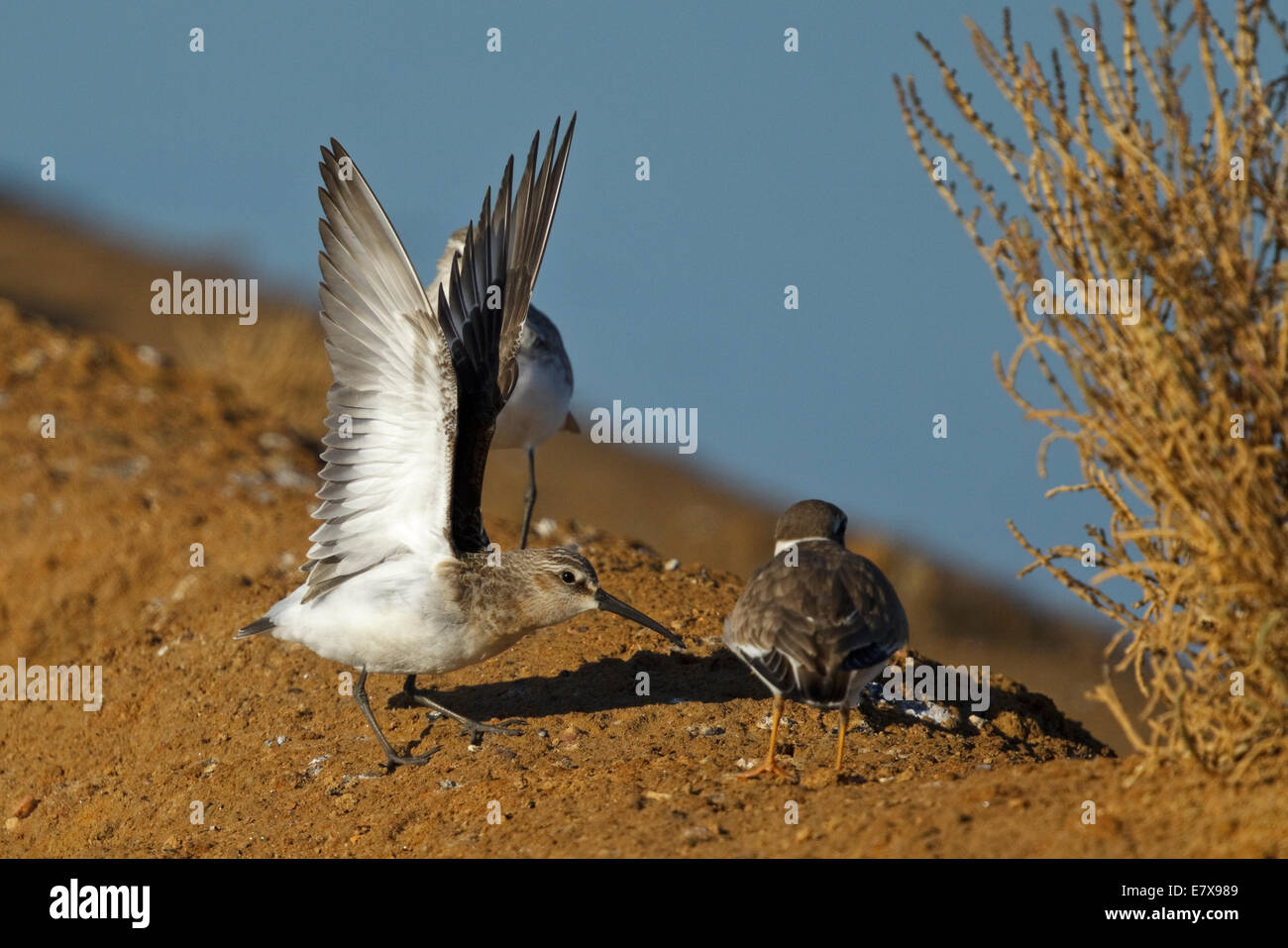 Sichelstrandläufer (Calidris Ferruginea) und Flussregenpfeifer Regenpfeifer, Stockfoto