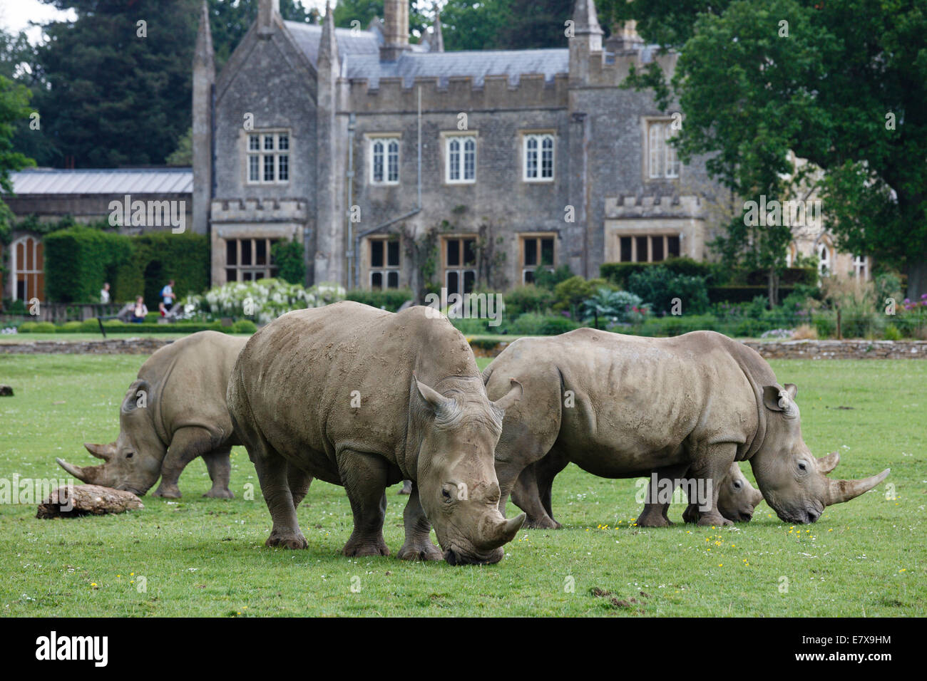 Eine Herde weißer Rhinoceros Beweidung im Cotswold Wildlife Park in der Nähe von Burford, Oxfordshire Stockfoto