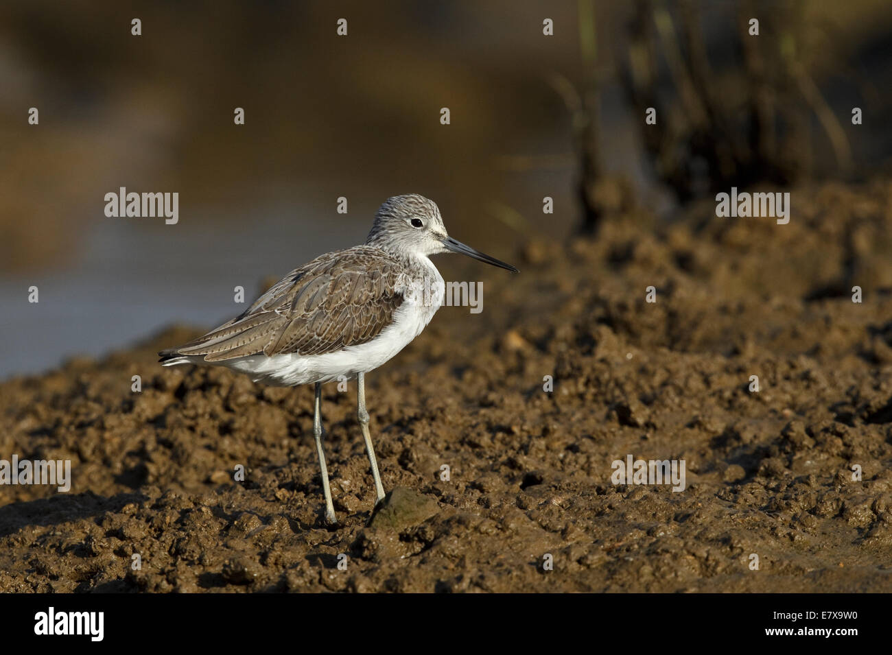 Gemeinsamen Grünschenkel (Tringa Nebularia) Stockfoto