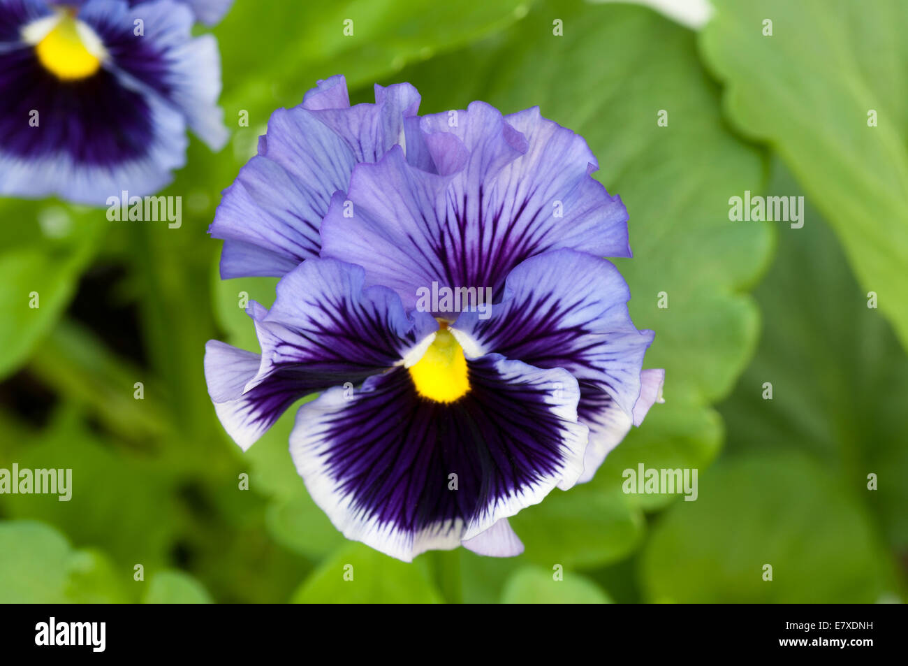 Blaue Stiefmütterchen Frizzle Sizzle Stockfoto