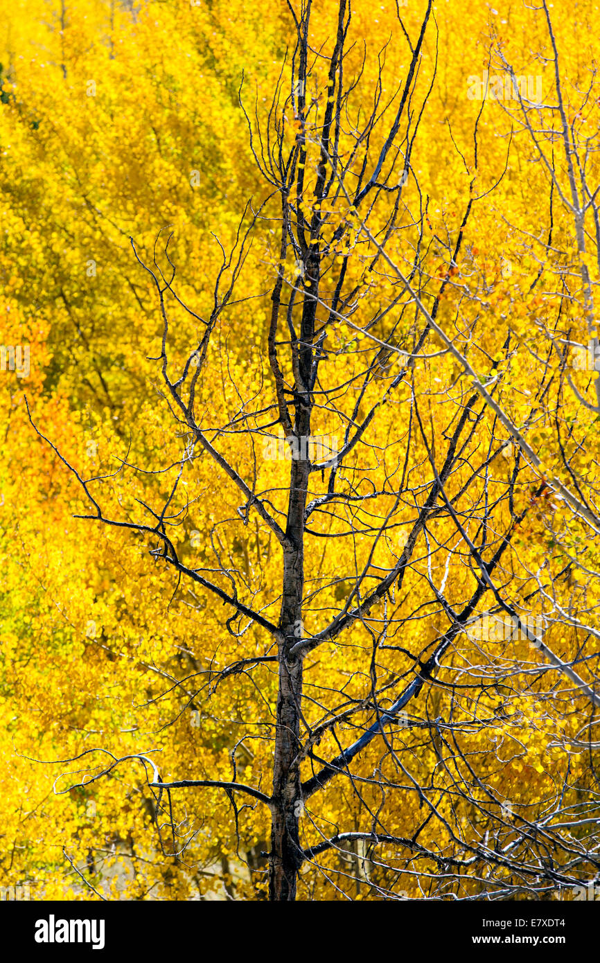 Herbstlaub mit Herbstfarben, Aspen Ridge, zentralen Colorado, USA Stockfoto