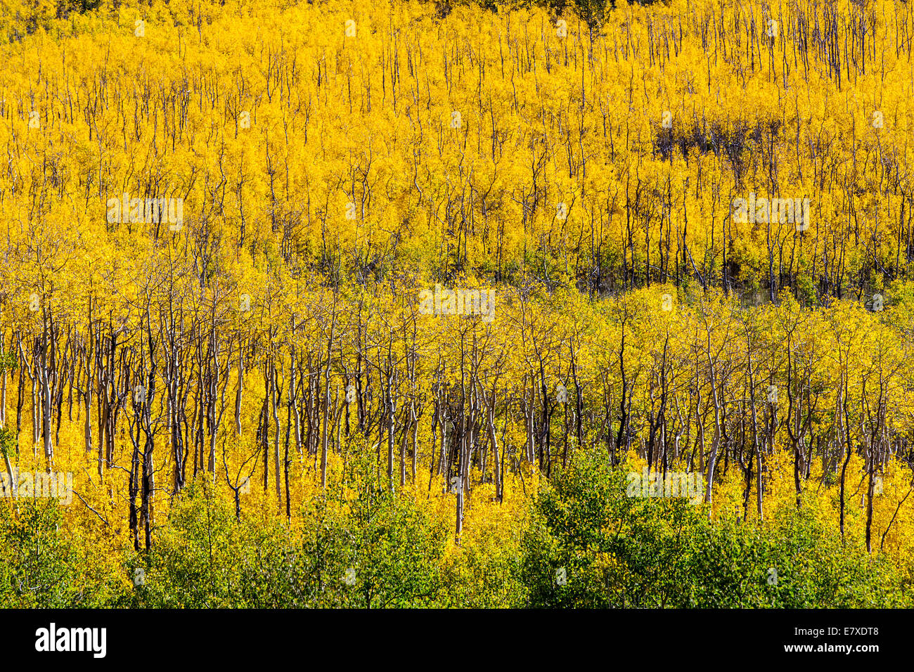 Herbstlaub mit Herbstfarben, Aspen Ridge, zentralen Colorado, USA Stockfoto