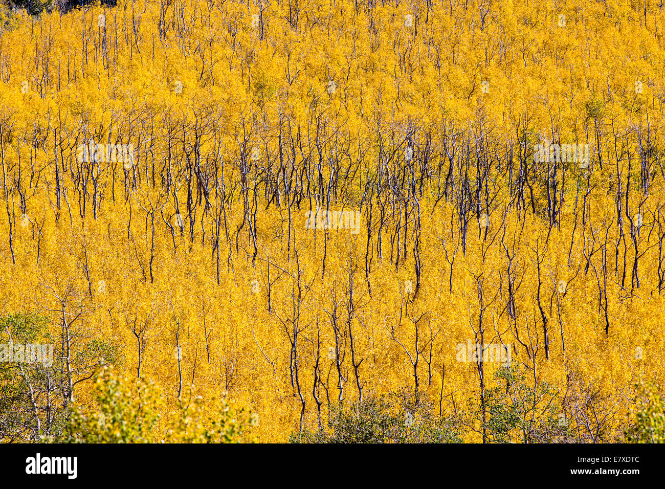 Herbstlaub mit Herbstfarben, Aspen Ridge, zentralen Colorado, USA Stockfoto