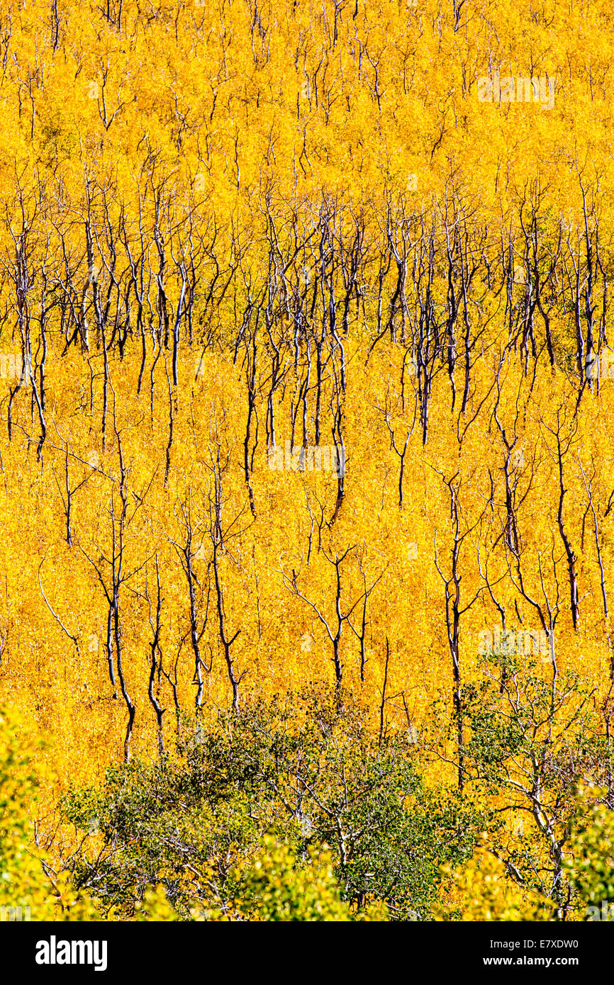 Herbstlaub mit Herbstfarben, Aspen Ridge, zentralen Colorado, USA Stockfoto