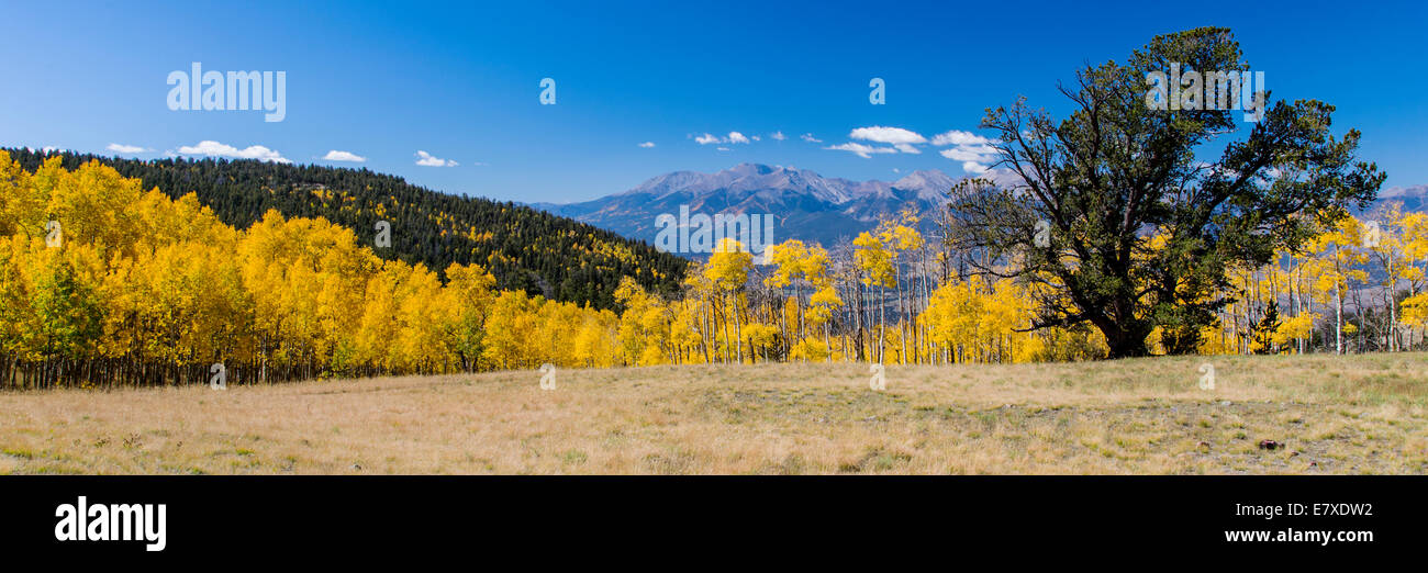 Pinus Ponderosa, Gelbkiefer, Bull Kiefer, Black Jack Kiefer oder westlichen gelb Tannennadeln und Aspen Laub Farben des Herbstes Stockfoto