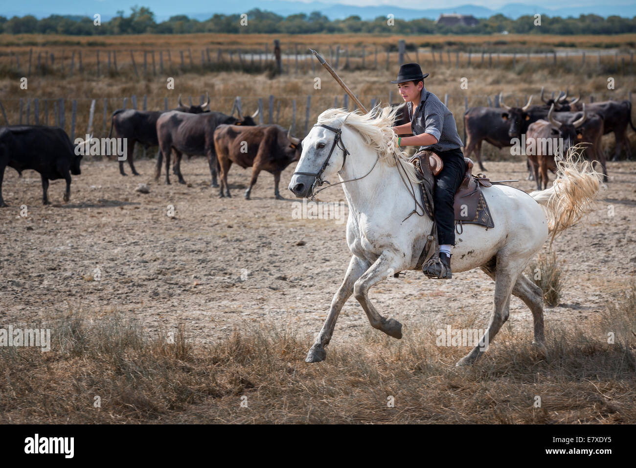Eine junge französische Guardianson auf Pferd, Camargue, Frankreich Stockfoto