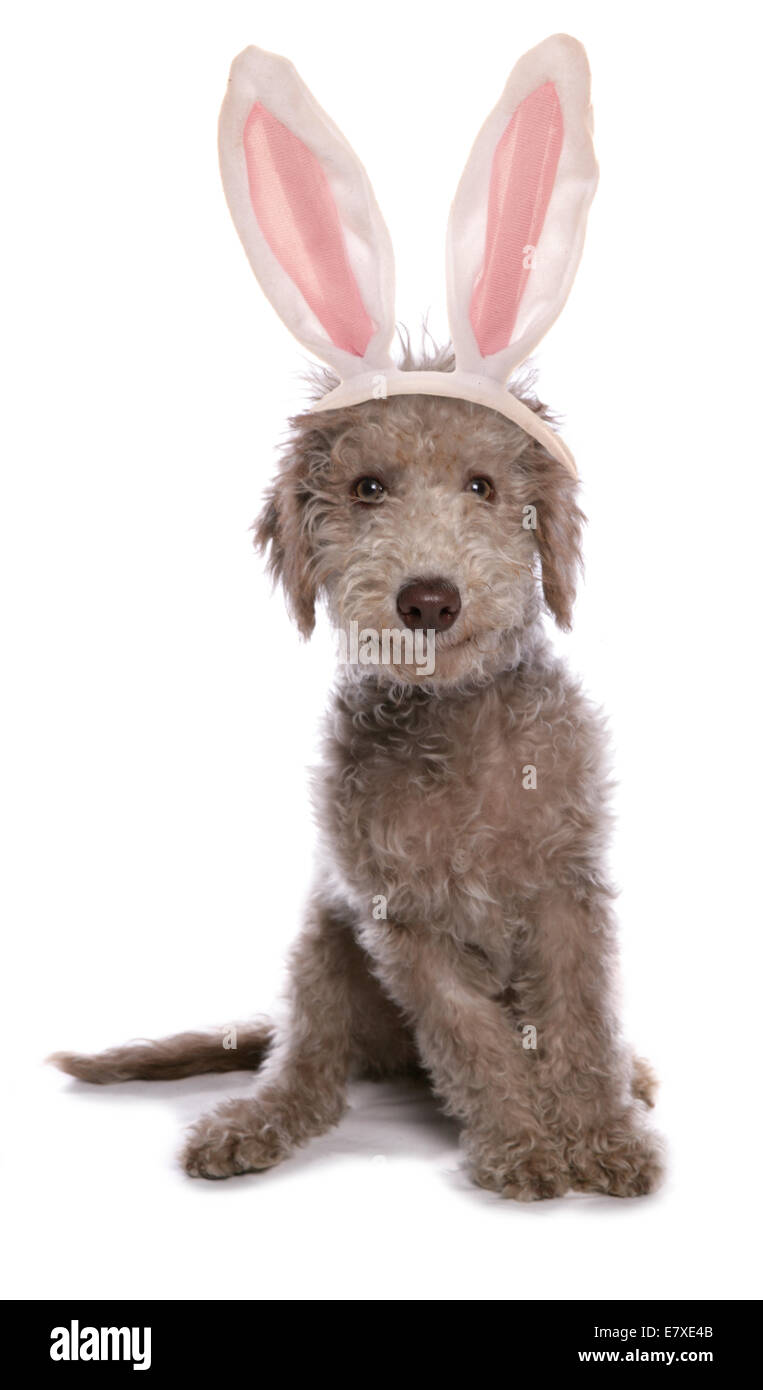 Bedlington Terrier-Welpe mit Ostern Hasenohren Stockfoto