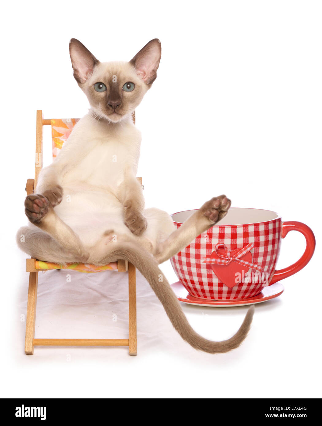 Tonkanesen Kitten entspannt mit einer Tasse Tee Ausschnitt Stockfoto