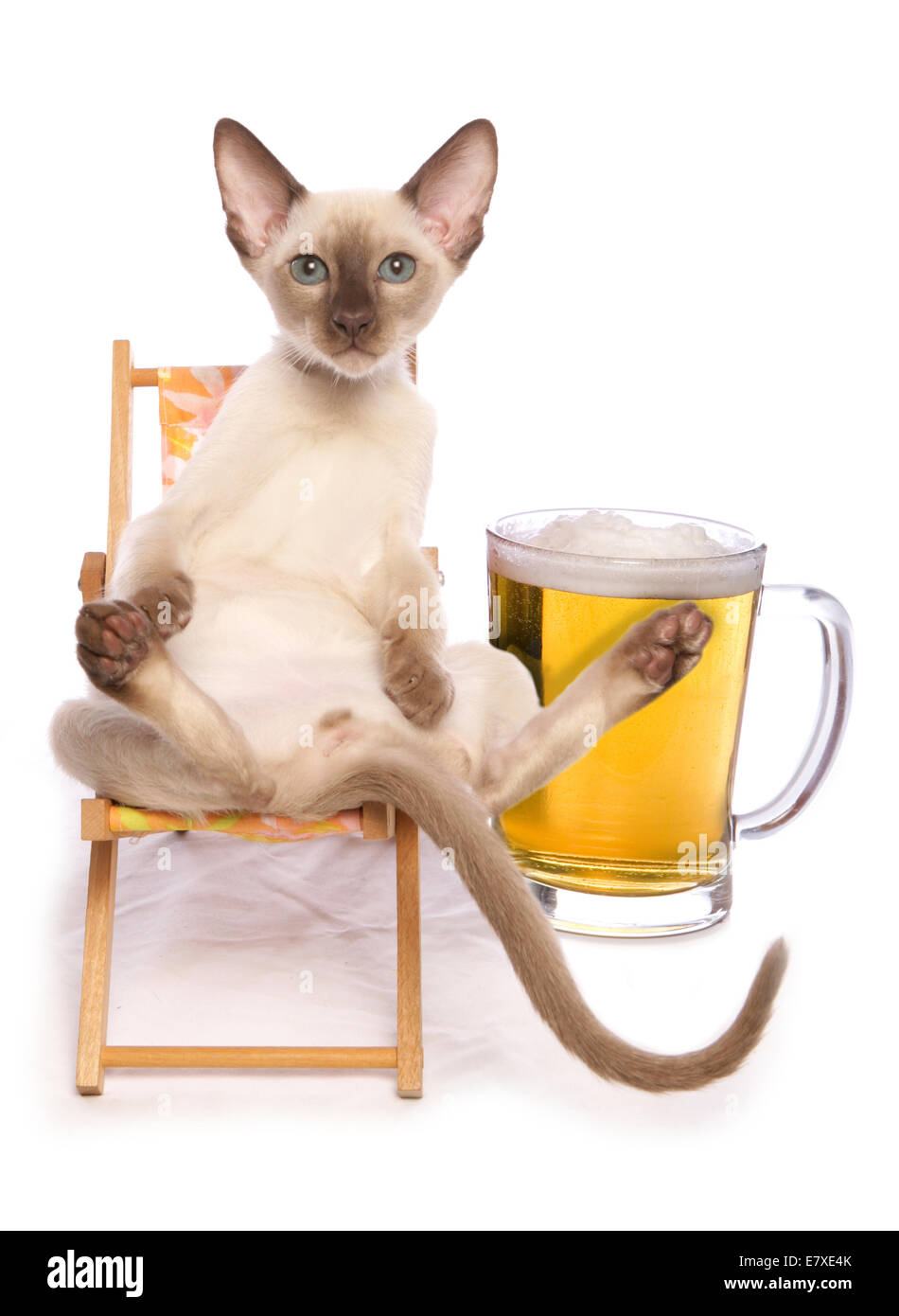 Katze entspannend mit einem Bier Stockfoto