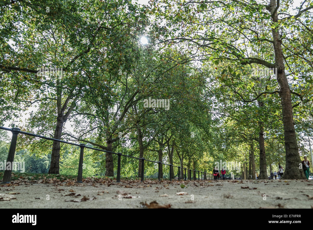 Die ersten Blätter im Herbst auf dem Boden eines Pfades in einem Londoner Park betrachten die Sonne durch die Blätter der Bäume Stockfoto