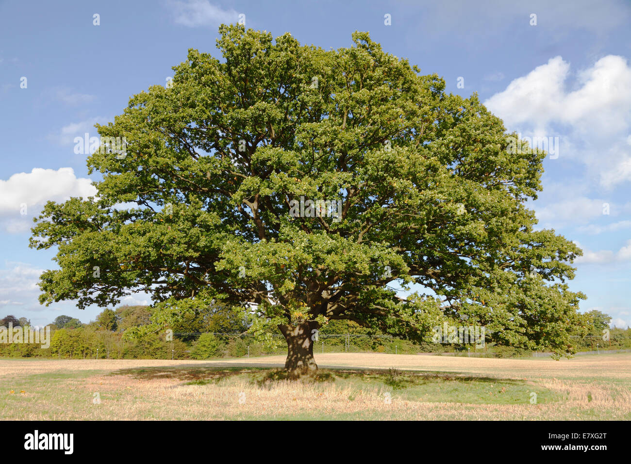 Große, alte Eiche, gewöhnliche Eiche, englische Eiche, Quercus robur, mit grünen Blättern an einem blauen Himmel im Frühherbst. Stockfoto