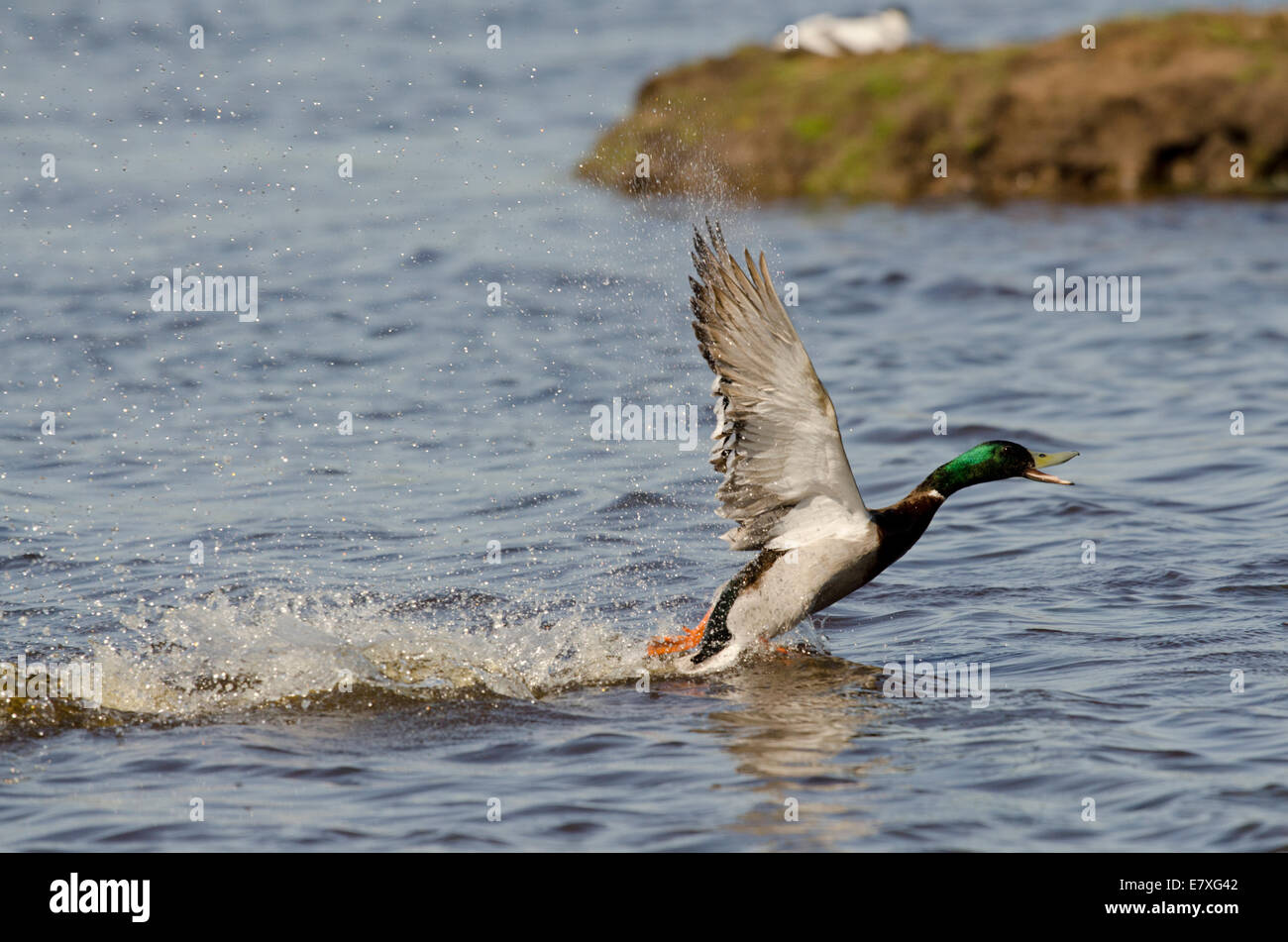 Männliche Stockente unter Flug Anas platyrhnchos Stockfoto