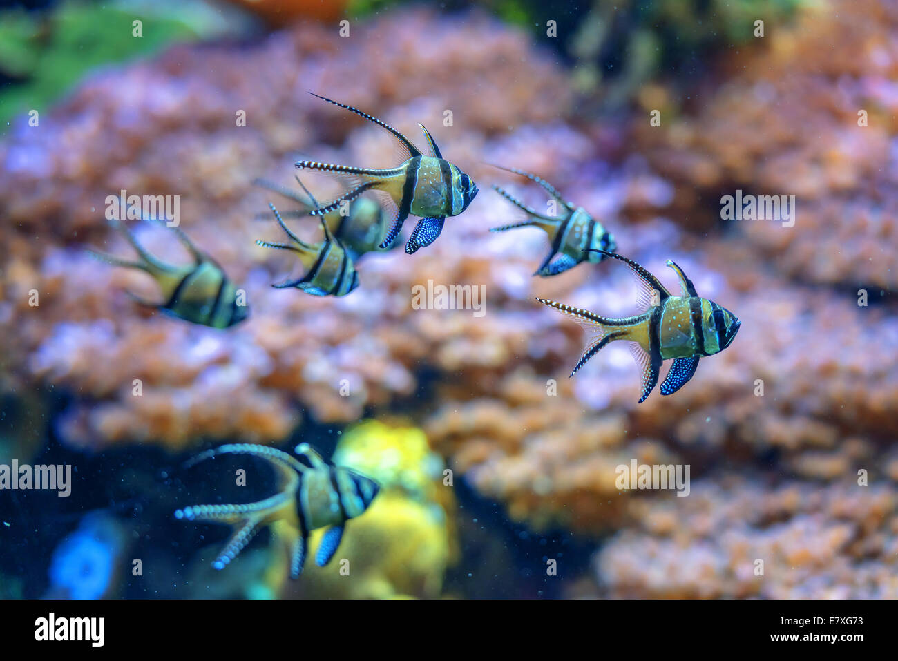 gestreifte Fische im Aquarium closeup Stockfoto