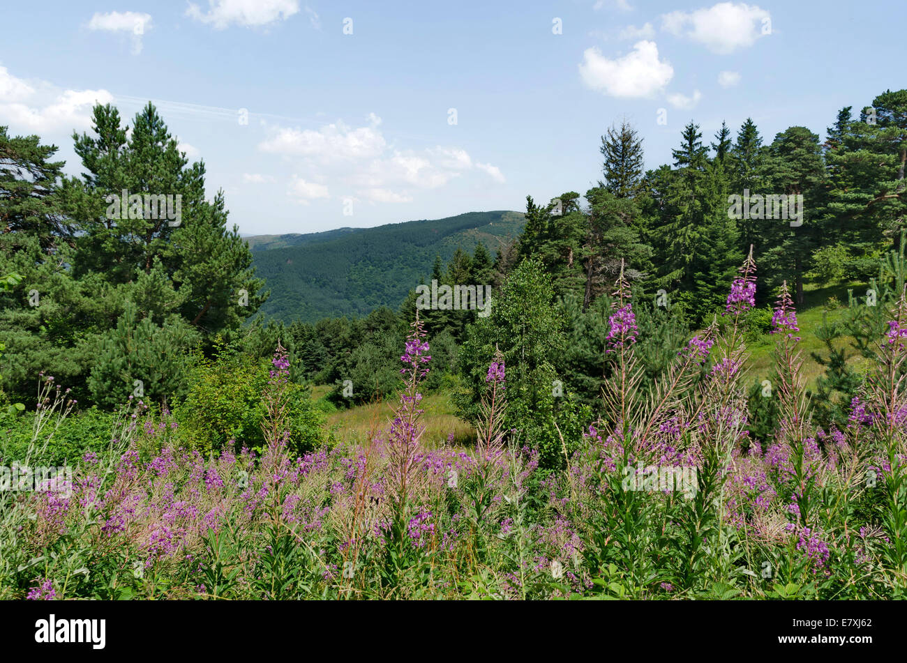 Grünen Wald und hohen Gipfeln im Rila-Gebirge, Bulgarien Stockfoto