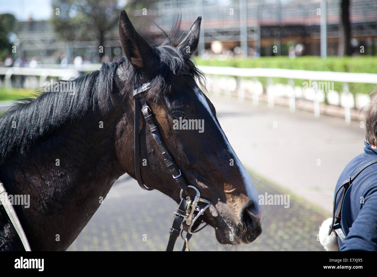 Pferd auf Track Rennen Nummer eins vorbereiten Stockfoto