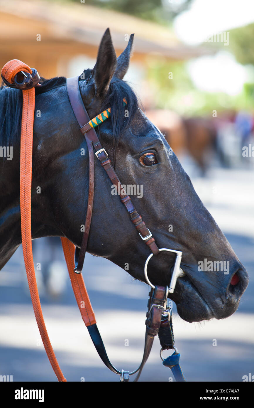 Pferd auf Track Rennen Nummer eins vorbereiten Stockfoto