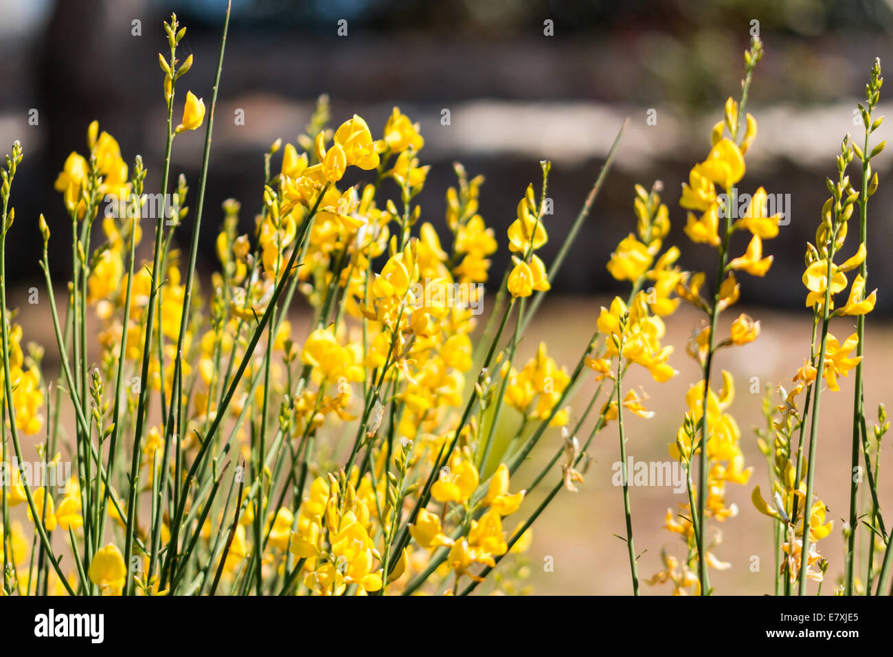 Grass und gelbe Blumen Stockfoto
