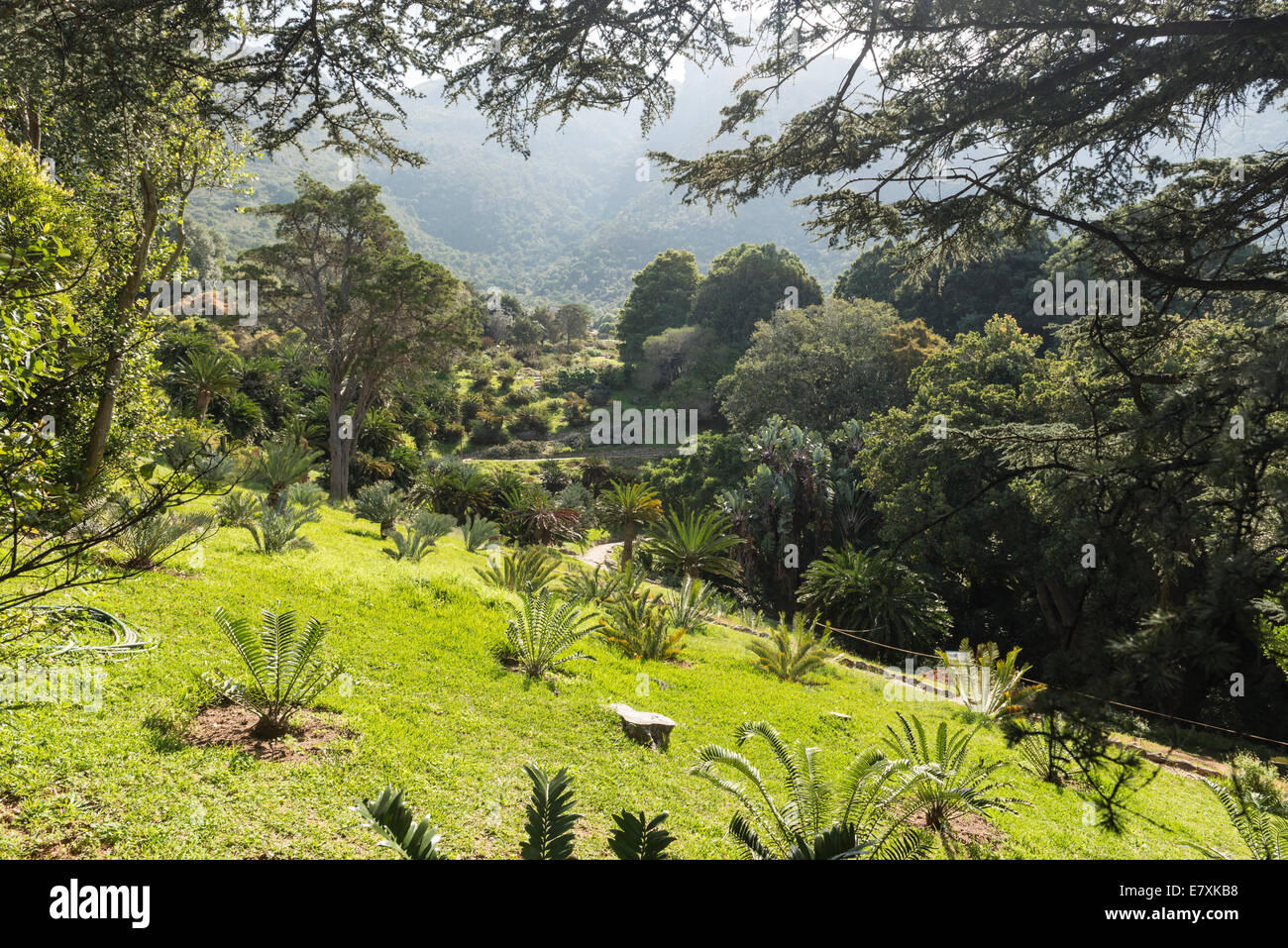 Kirstenbosch Botanischer Garten, Panoramablick, Cape Town, Südafrika Stockfoto