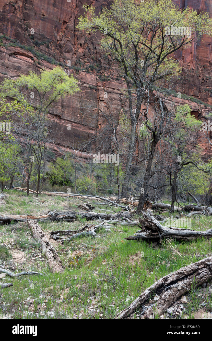 Pappeln und rotem Sandstein, in der Nähe von Temple of Sinawava, Zion Nationalpark, Utah, USA Stockfoto