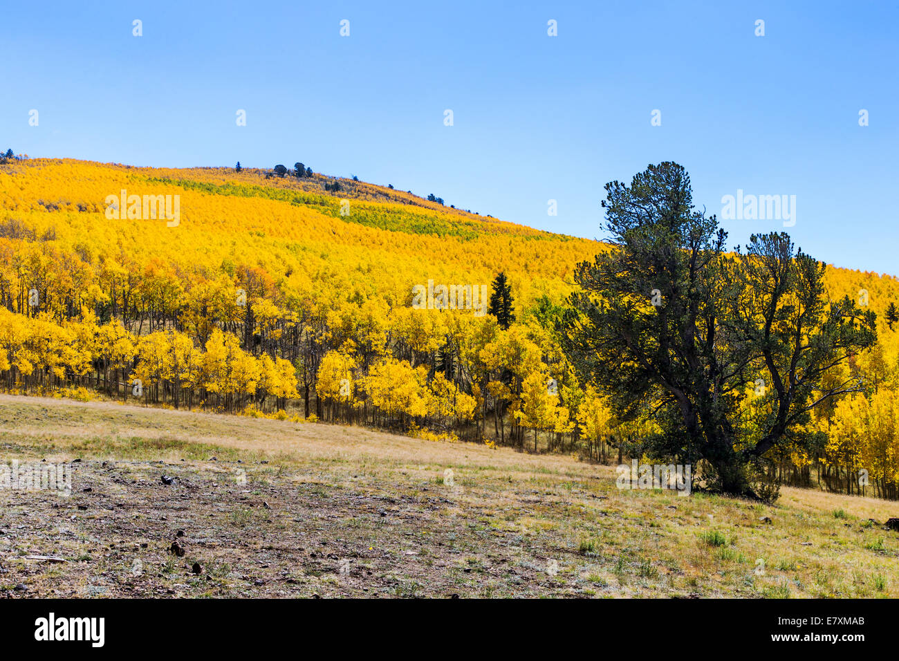 Pinus Ponderosa, Gelbkiefer, Bull Kiefer, Black Jack Kiefer oder westlichen gelb Tannennadeln und Aspen Laub Farben des Herbstes Stockfoto