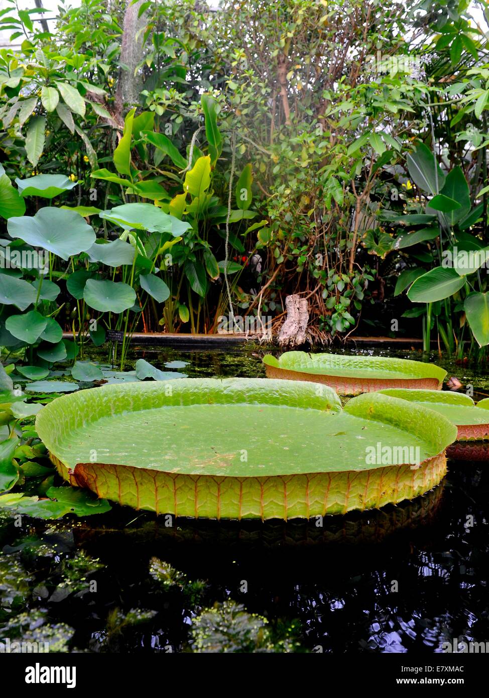 Der University of Oxford Botanic Garden ist der älteste botanische Garten in Großbritannien. seine weitere 375 Jahre alt.   Victoria cruzian Stockfoto