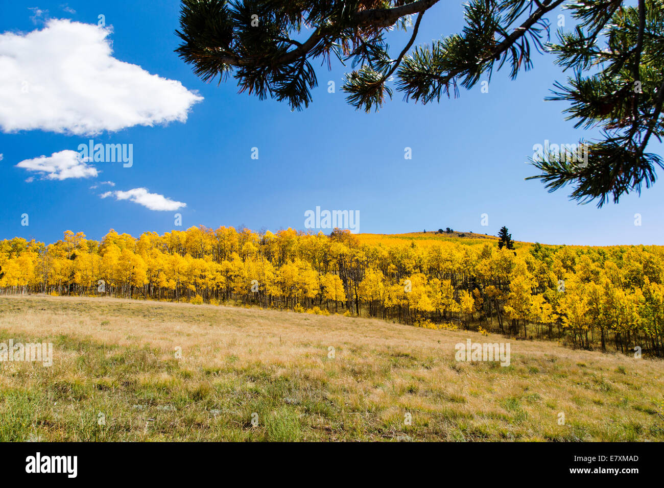 Pinus Ponderosa, Gelbkiefer, Bull Kiefer, Black Jack Kiefer oder westlichen gelb Tannennadeln und Aspen Laub Farben des Herbstes Stockfoto