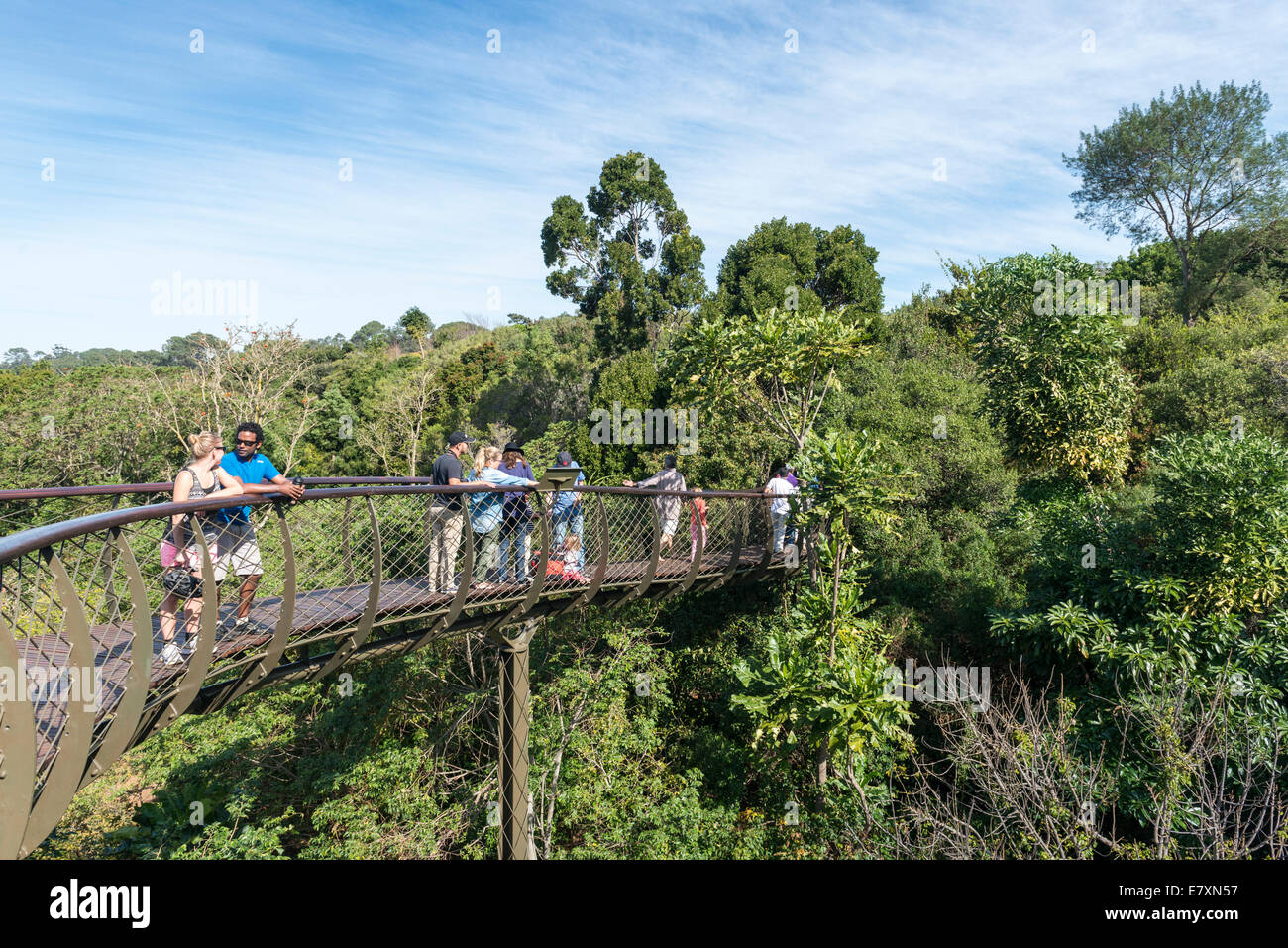 Besucher auf dem hundertjährigen Baum Baldachin Gehweg Kirstenbosch Botanical Garden, Kapstadt, Südafrika Stockfoto