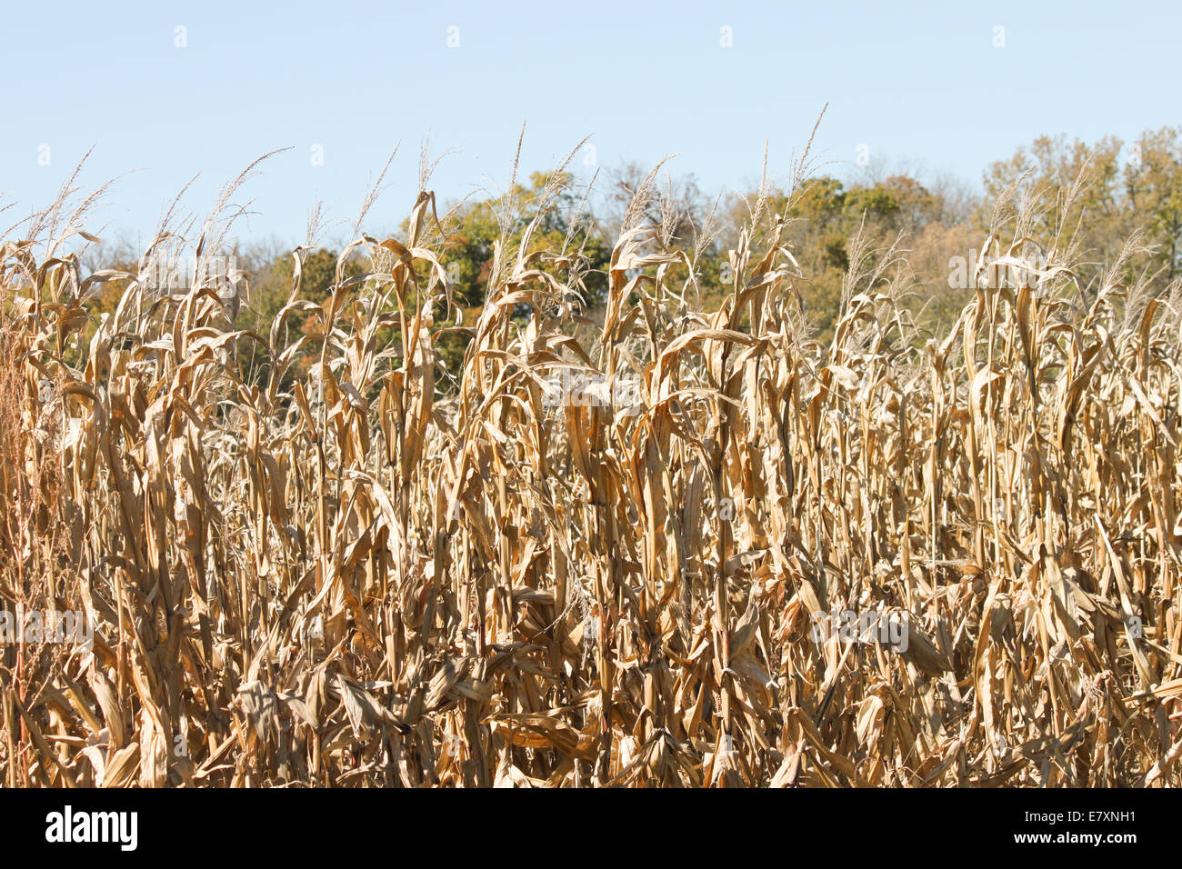 Bereit für die Herbst-Ernte Mais Stockfoto