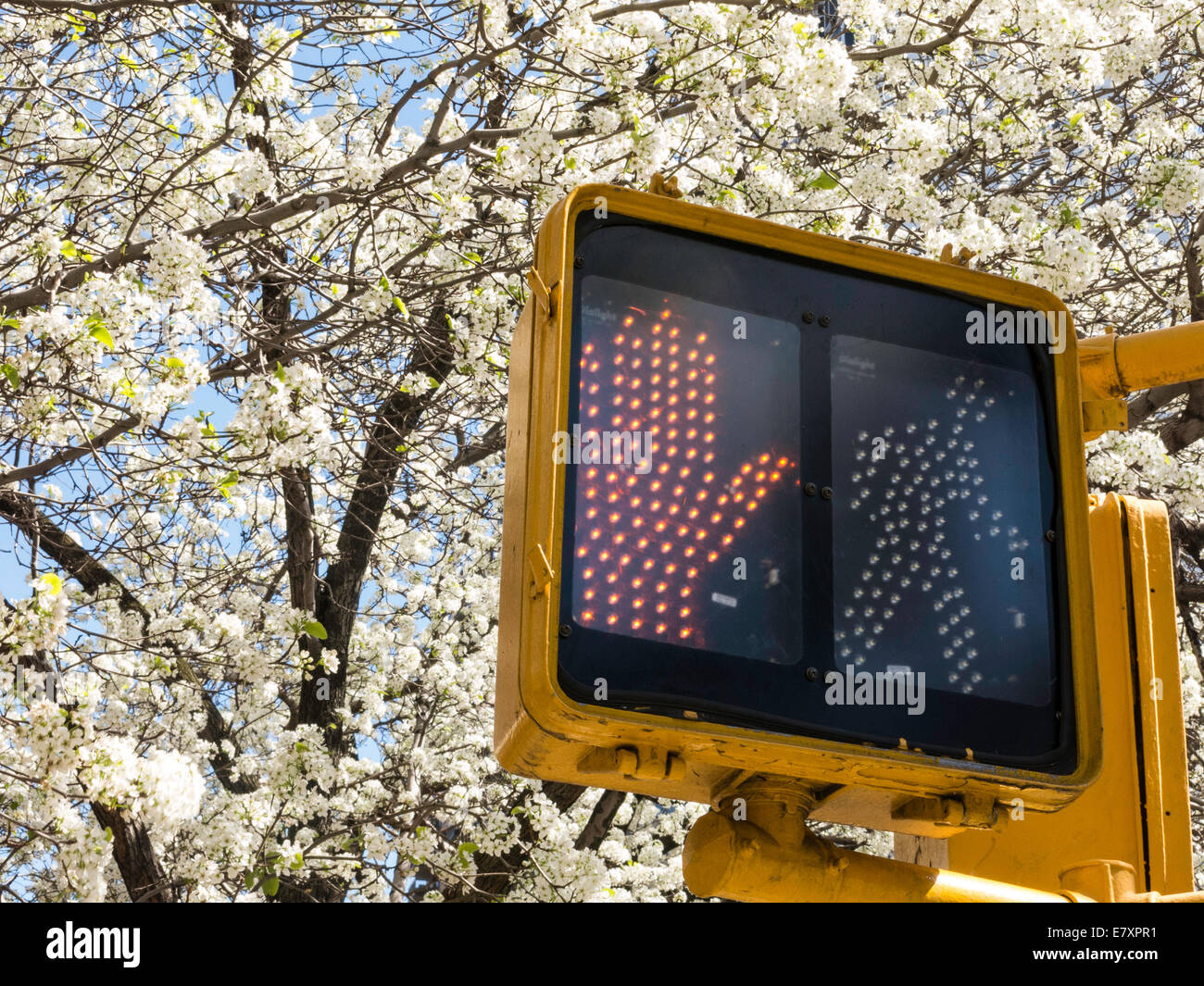 Fußgängerzone Zebrastreifen Signal und blühender Baum, NYC Stockfoto