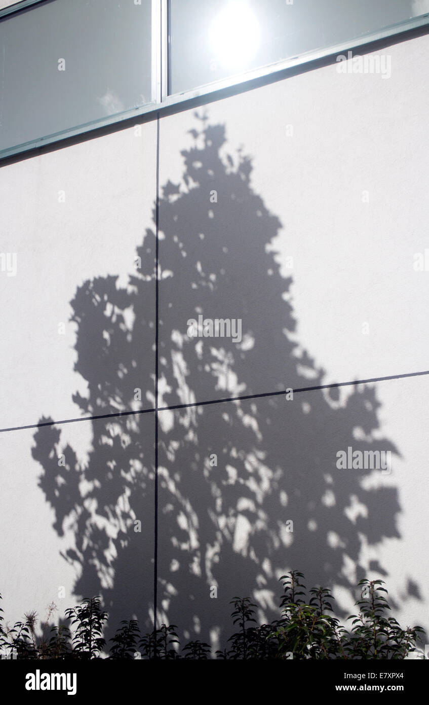 Platane Schatten an der Wand Stockfoto
