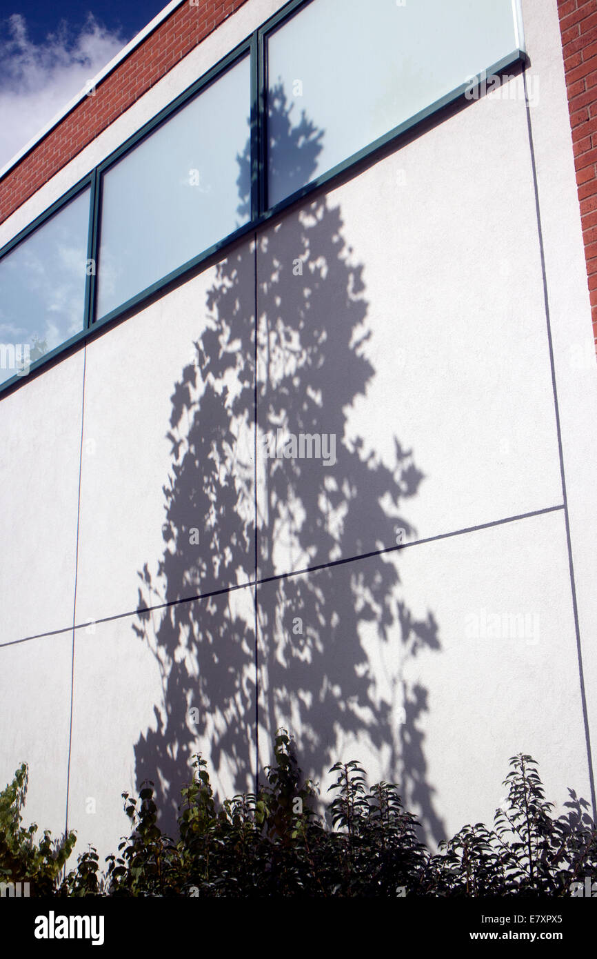 Platane Schatten an der Wand Stockfoto