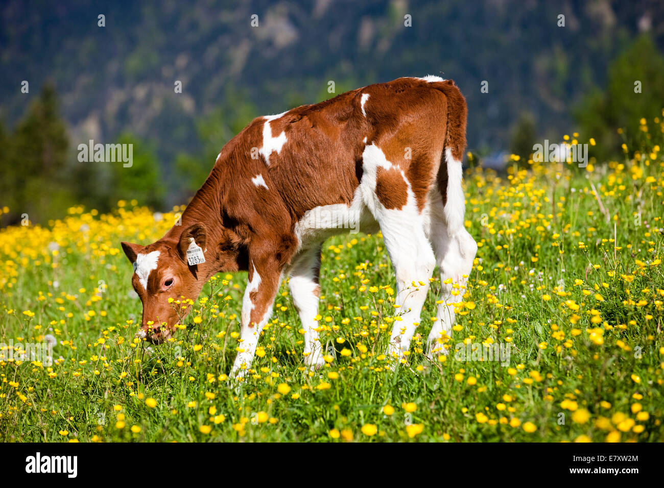 Red Holstein Rind, Kalb Weiden auf einer Blumenwiese, Nord-Tirol, Österreich Stockfoto