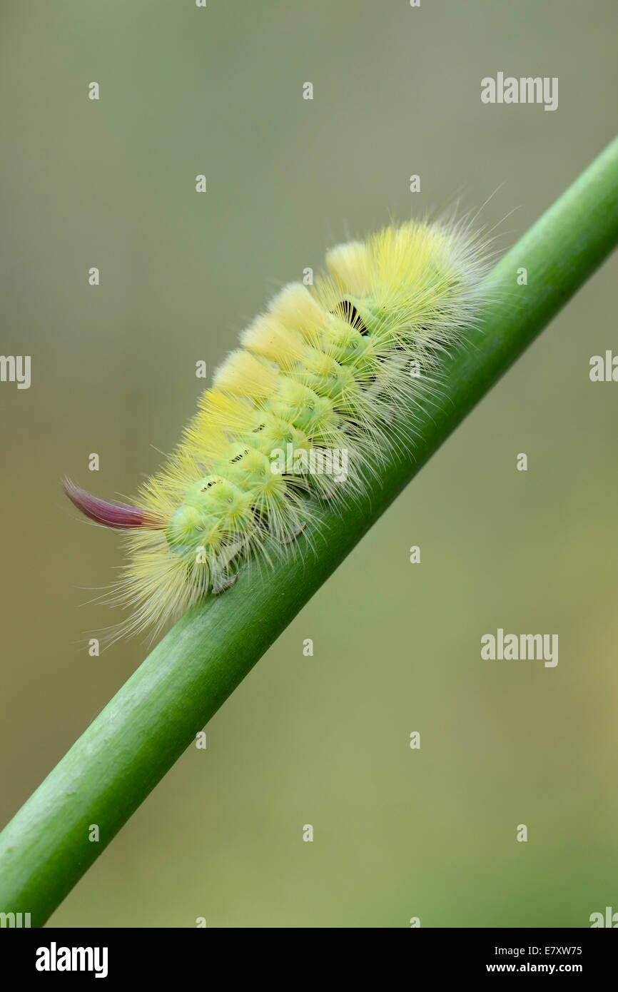 Blasse Grasbüschel (Calliteara Pudibunda), Raupe, Emsland, Niedersachsen, Deutschland Stockfoto