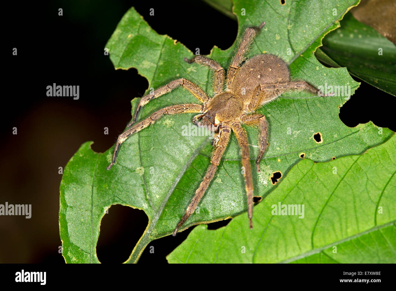 Brasilianische Wandering Spinne oder Bananenspinne, Phoneutria Gattung Spinne Familie Ctenidae, Tambopata Nature Reserve Stockfoto