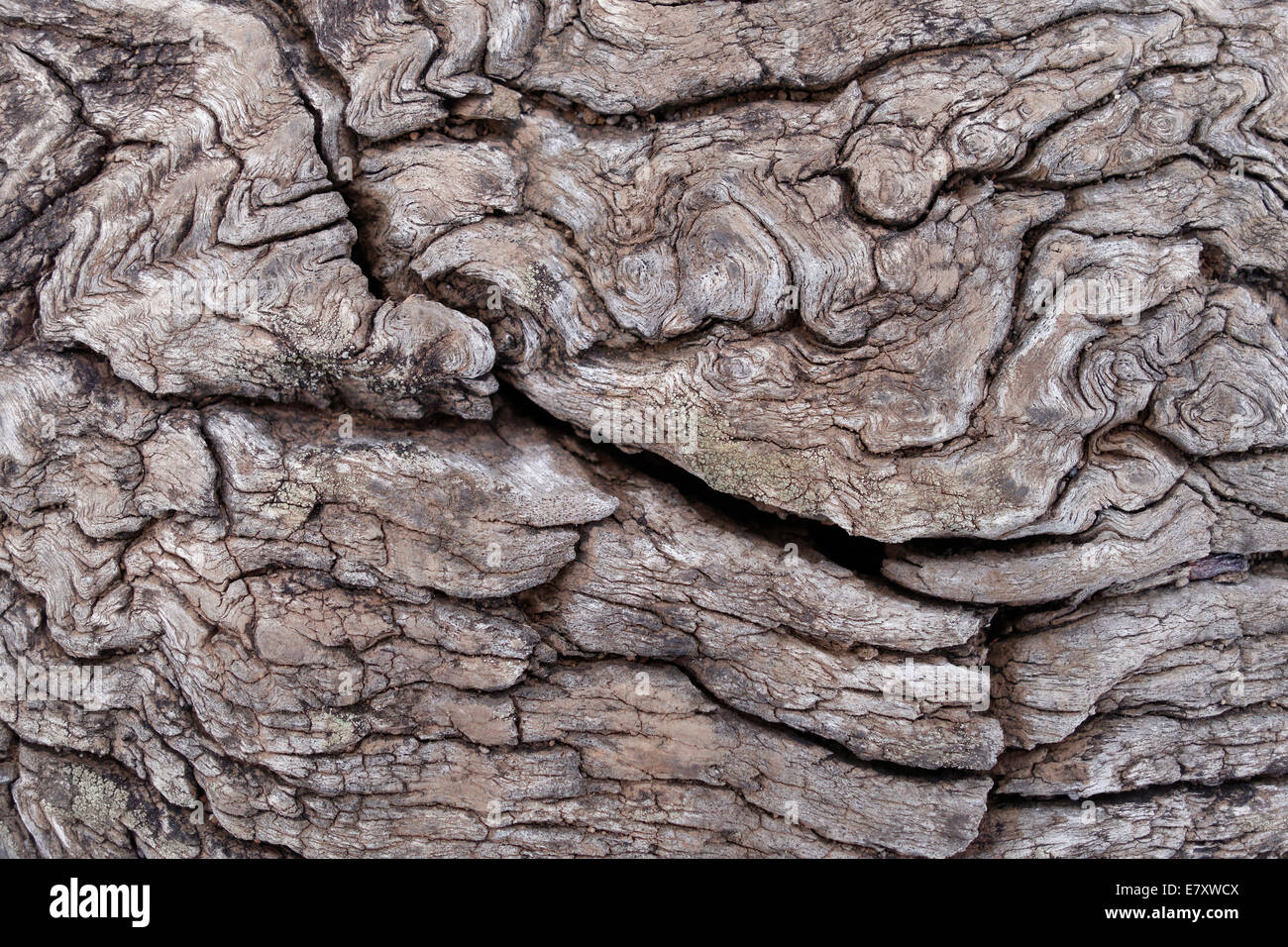 Verwitterte Holz, La Palma, Kanarische Inseln, Spanien Stockfoto