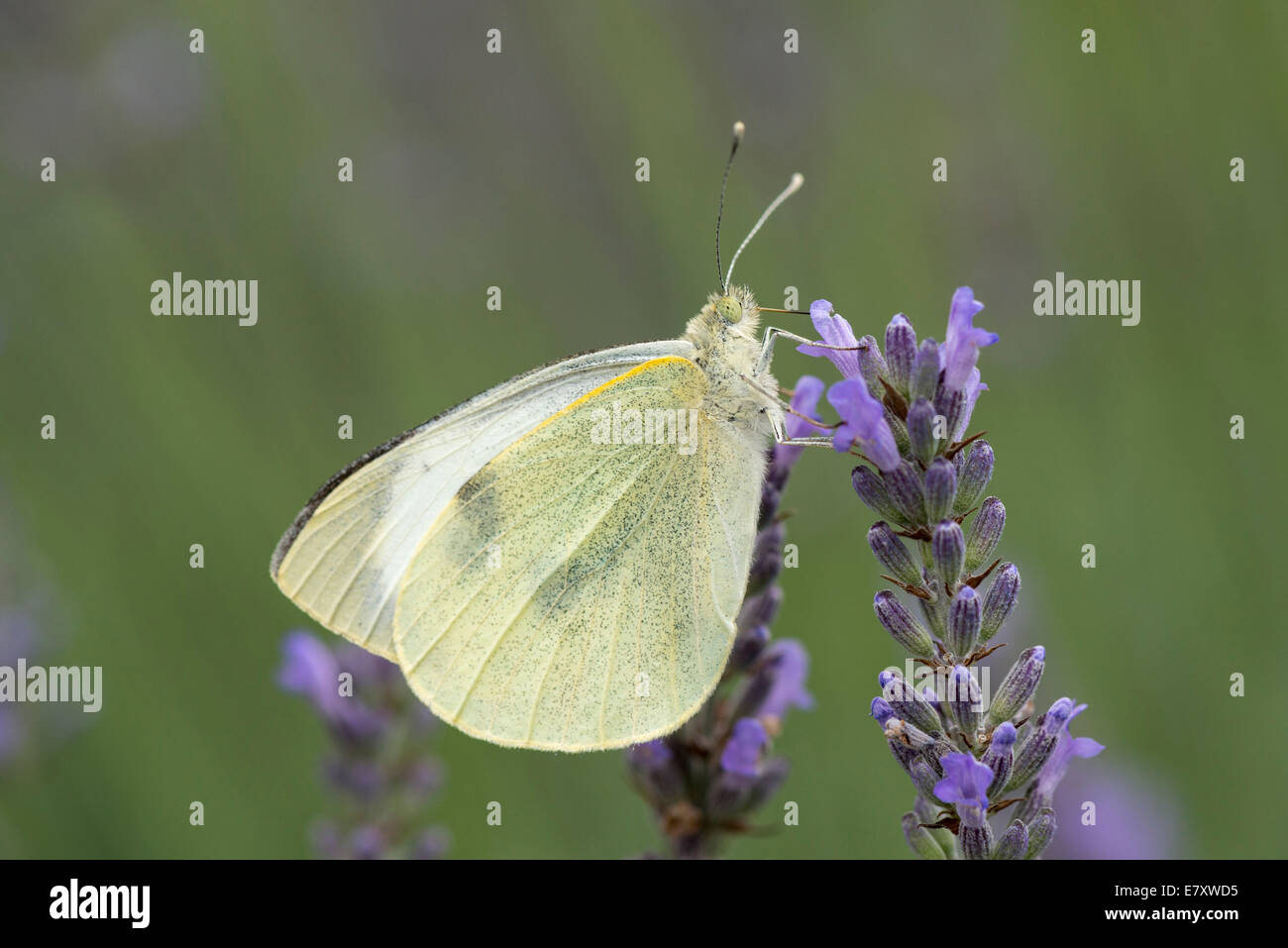Großer Kohlweißling (Pieris Brassicae), Hessen, Deutschland Stockfoto