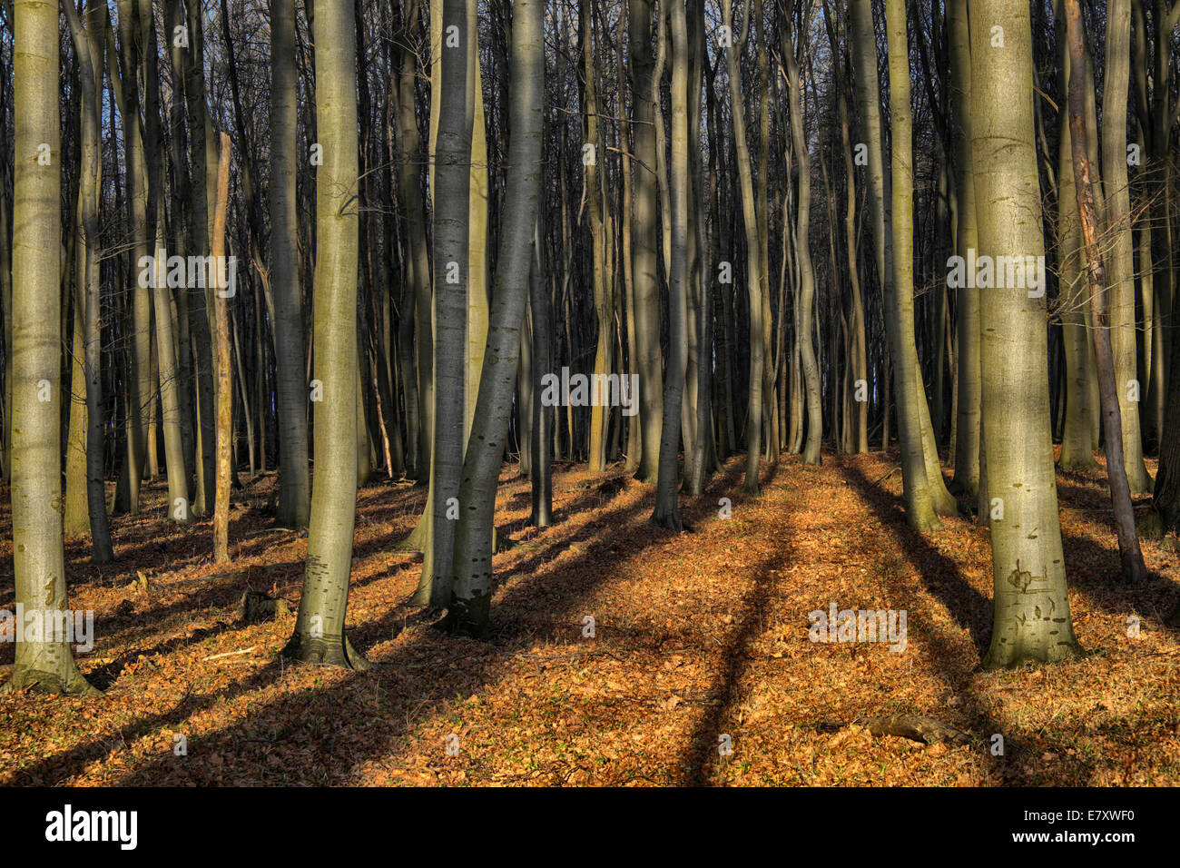 Wald in der Nähe von Nienhagen, Mecklenburg-Vorpommern, Deutschland Stockfoto