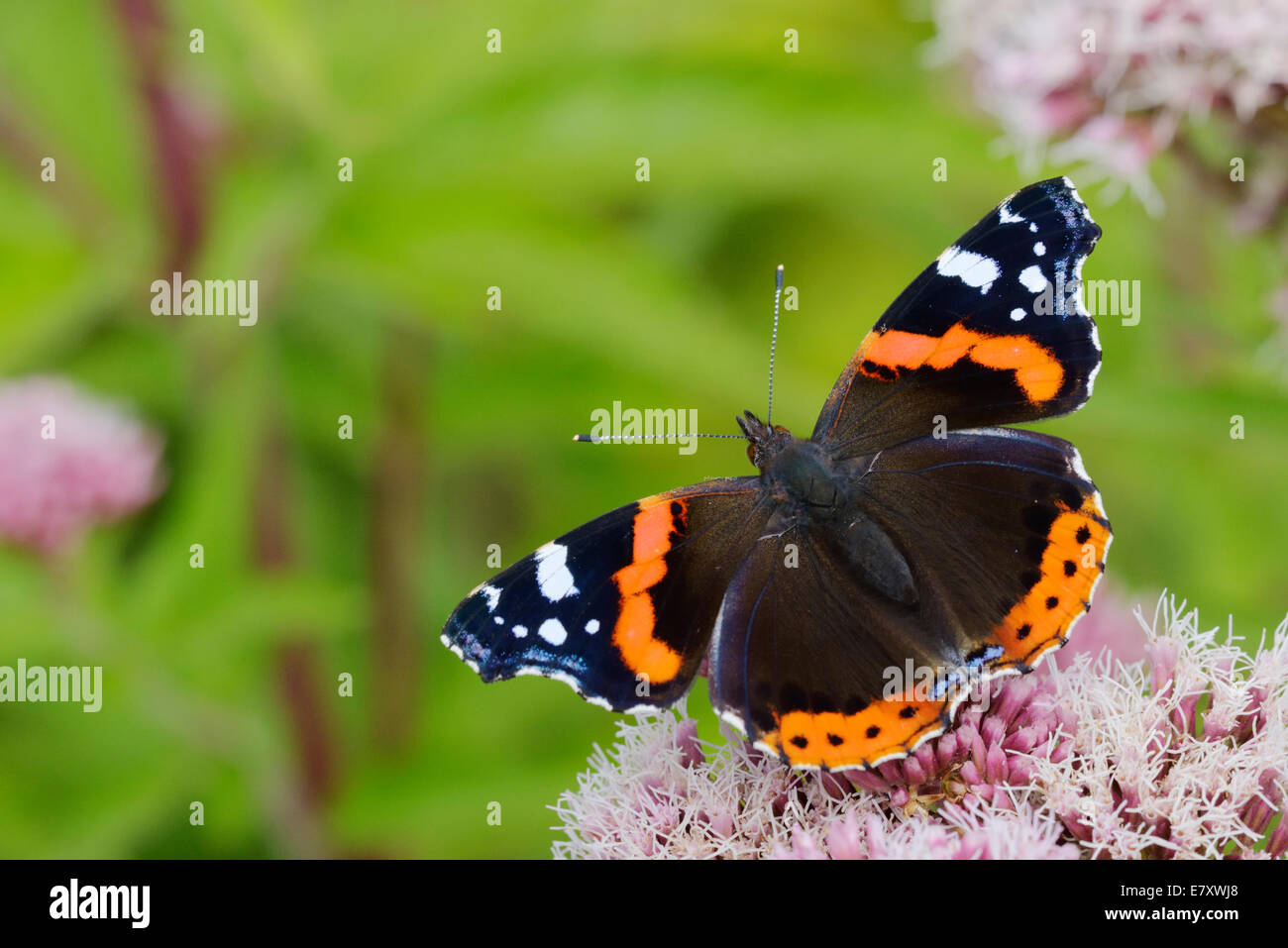 Vanessa Atalanta, Red Admiral Schmetterling Fütterung auf Hanf Agrimony, Wales, UK. Stockfoto