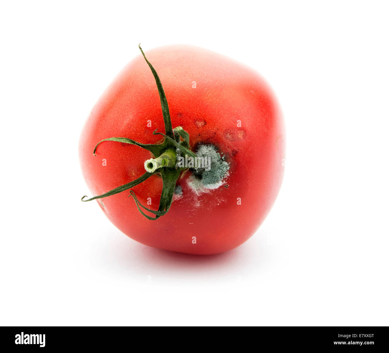 Rotten alte Tomate mit Mehltau isoliert auf weißem Hintergrund Stockfoto