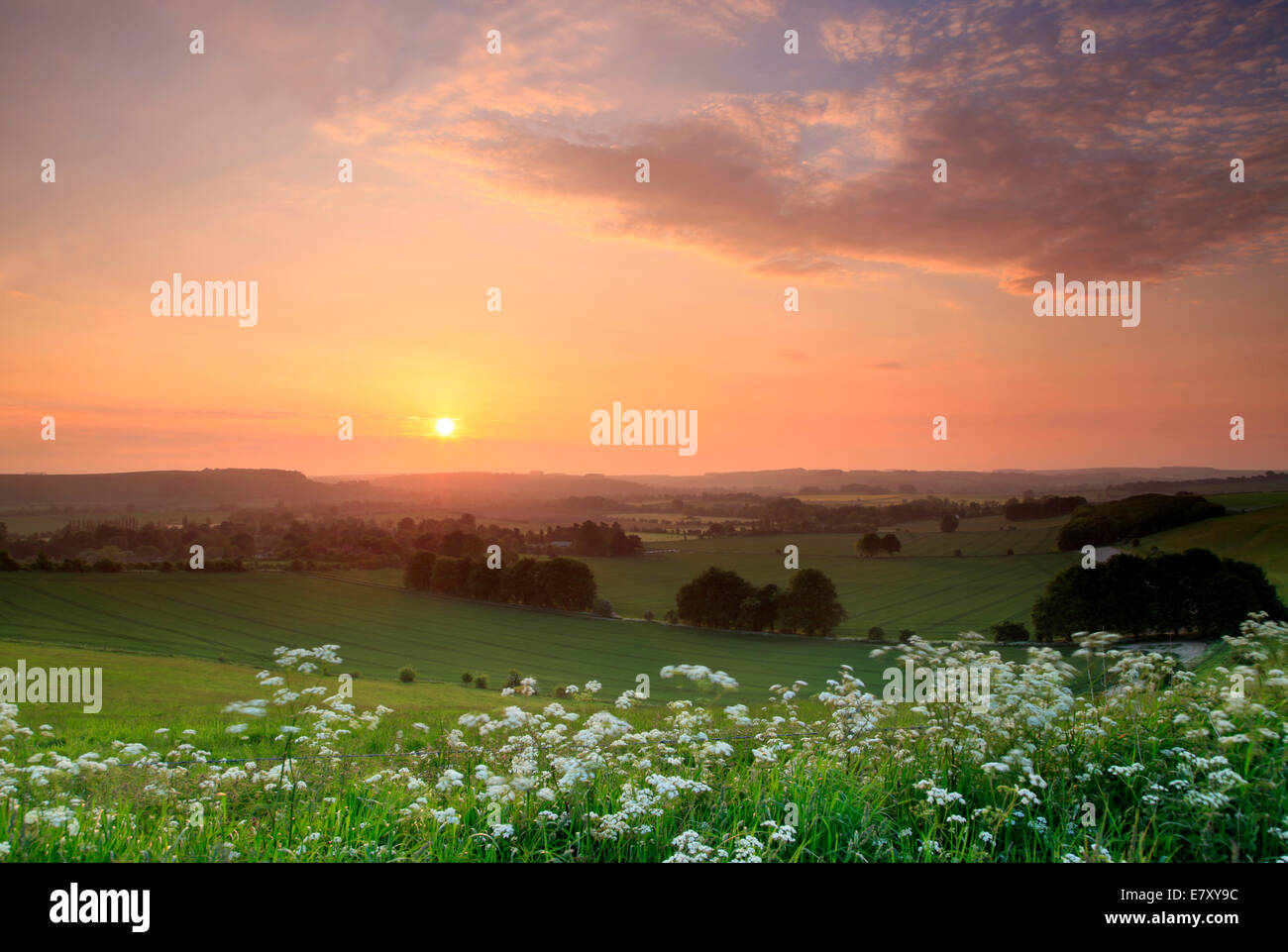 Ein Anfang Juni Sonnenaufgang am weiß-Hügel, mit Blick auf den wylye Valley in der Nähe von warminster in Wiltshire. Stockfoto